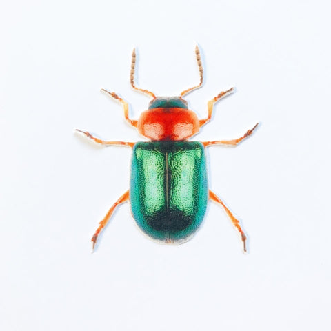 Orange and Green Beetle Appliqué