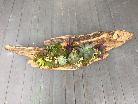 Large Mississippi Driftwood Succulent Centerpiece