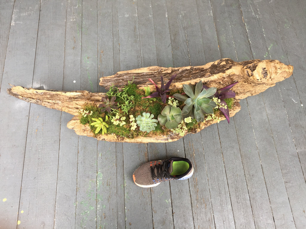 succulents and driftwood centerpieces Large Mississippi Driftwood Succulent Centerpiece